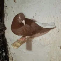 کبوتر دم سفید