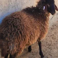 تست ژنتیکی و تشخیص آبستنی با سونوگرافی