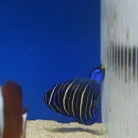 ماهی اب شور متنوع