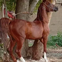 اسب نریان چاپاری روزگاری