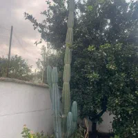 کاکتوس ۴متری