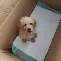 توله سگ میکس پودل وماتیز