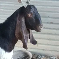 فروش بز پاکستانی