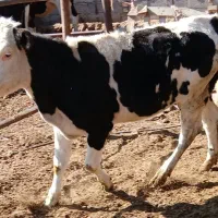 گوساله سیمینتال