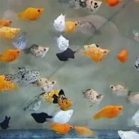 انواع ماهی ها