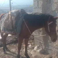 اسب ماده|اسب و تجهیزات اسب‌سواری|مشهد, سیس‌آباد|دیوار