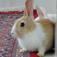 خرگوش نر ماده سه ماهه
