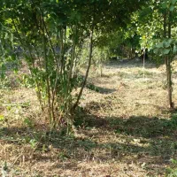 علفتراشی با دستگاه|خدمات باغبانی و درختکاری|لاهیجان, یوسف آباد|دیوار