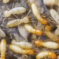 سمپاشی موریانه و سوسک تضمینی و قطعی با ضمانت نامه|خدمات نظافت|ایلام, |دیوار