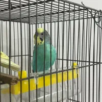 مرغ عشق نر خوش رنگ بالغ|پرنده|قائم‌شهر, |دیوار