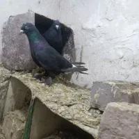کفتر جفتی|پرنده|زرند, |دیوار