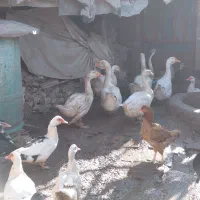 قوقاز پرو پاچه دار درشت بالغ|حیوانات مزرعه|گنبد کاووس, |دیوار