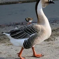 خرید و فروش انواع غاز و قوغاز