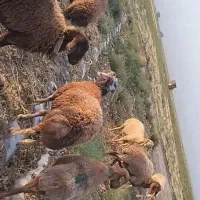 برقوچی|حیوانات مزرعه|باخزر, |دیوار