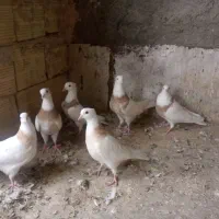 ‌کبوترطوقی ‌کاکلی‌فروشی
