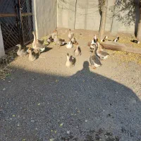 فروش قو غاز ارگانیک|حیوانات مزرعه|اردبیل, |دیوار