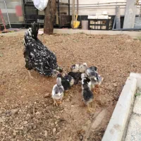 جوجه مرغ و خروس گلین اصل|حیوانات مزرعه|شیراز, شهرک گلستان|دیوار