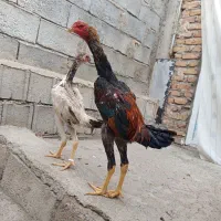 خروس اوشامو بهترین نسل نژاد
