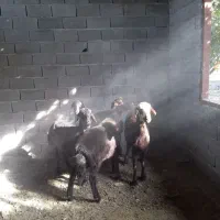 فروش بره داشتی