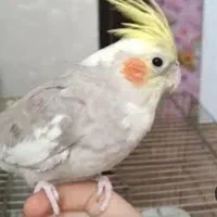 عروس هلندی گمشده