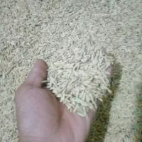 شالی فروشی