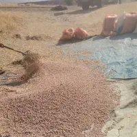 لوبیا چیتی وسبز|خوردنی و آشامیدنی|منجوان, |دیوار