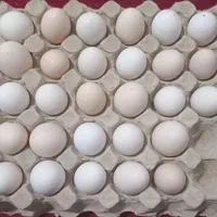 تخم مرغ نطفه دار گلین