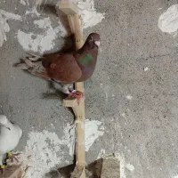 کفتر صید پرشی