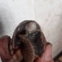 حلزون اسکارگو طبی|خزنده|اهر, |دیوار