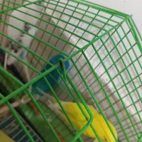 مرغ عشق|پرنده|هامون, |دیوار