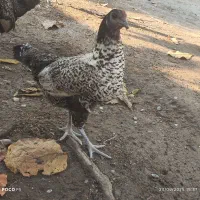 یک عدد مرغ سیبریت مینیاتوری قیمت 600هزار تومان