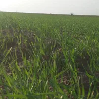 کرایه زمین کشاورزی