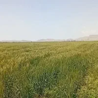 گندم قلعه تل