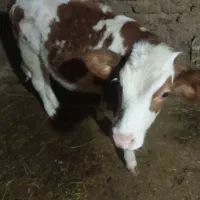 گاو سیمنتال شیری