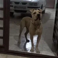 سگ پیتبول یک ساله اصیل از پدر مادری وارداتی