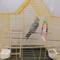 عروس هلندی|پرنده|کاشان, مشکات|دیوار