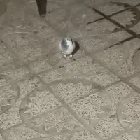 کبوتر|پرنده|محمدیه-قزوین, |دیوار