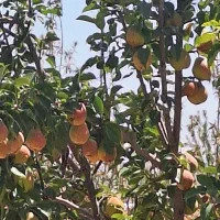 باغ ثمری  هکتاری ۸۰۰میلیون چکی شرایطی|فروش زمین و ملک کلنگی|شیراز, باغشهر قصر سبز|دیوار