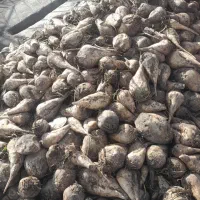 چغندر قند  دامی|حیوانات مزرعه|سربیشه, |دیوار