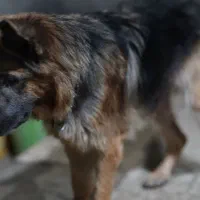 دو عدد ژرمن شولاین موبلند بلک و دورنگ|سگ|صحنه, |دیوار