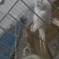 عروس هلندی|پرنده|کرمان, |دیوار