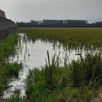 فروش ۲۰۰۰ متر زمین کمربندی آستارا اردبیل|فروش زمین و ملک کلنگی|آستارا, |دیوار