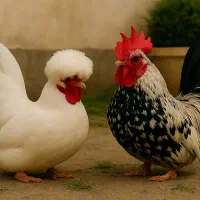 مرغ و خروس پاکوتاه چاپنیز