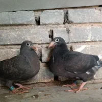 پلاکی|پرنده|یزد, |دیوار