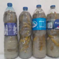 خیارشور