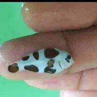 Ab sh orشقایق موکتی و کلارکی ابشورmm|ماهی|تهران, جوادیه تهرانپارس|دیوار