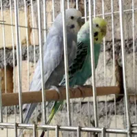 مرغ عشق مولد
