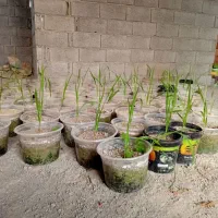 نشا پالم مرغوب و مناسب  دونه ای .۲۰۰ عدد