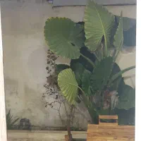 مشارکت در ساخت  دیلمان، بلوار علیزاده