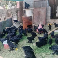 فروش ۲۰ عدد خروس مرندی